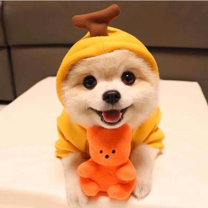 Cute Fruit Clothes For Small Dogs